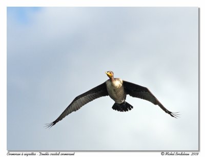 Cormoran  aigrettes  Double crested cormorant