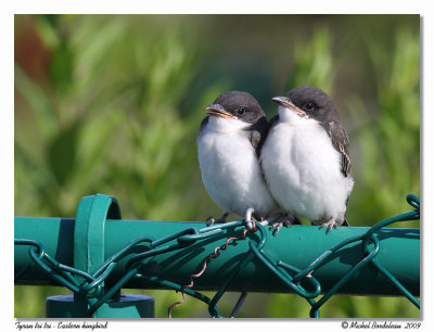 Tyran tri-tri  Eastern kingbird