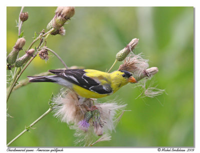 Chardonneret jaune American goldfinch