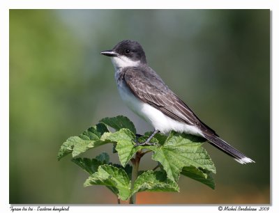 Tyran tri tri  Eastern kingbird