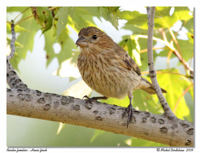 Roselin familier House finch