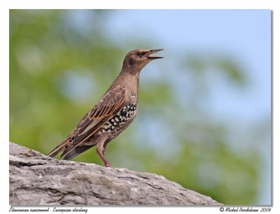 tourneau sansonnet  European starling