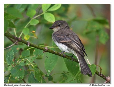 Moucherolle phbi  Eastern phoebe