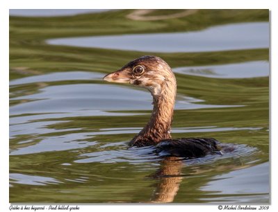 Grbe  bec bigarr  Pied-billed Grebe