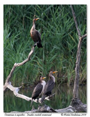 Cormoran  aigrettes  Double crested cormorant