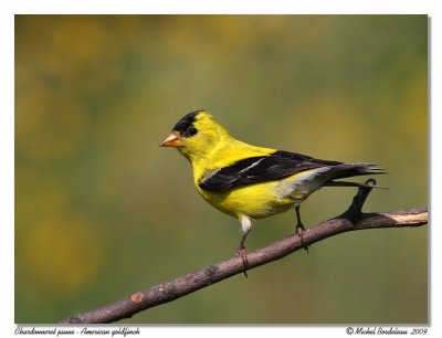 Chardonneret jaune American goldfinch