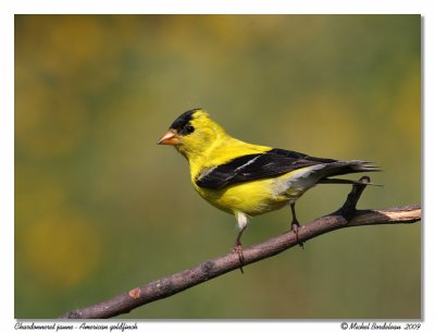 Chardonneret jaune  American goldfinch