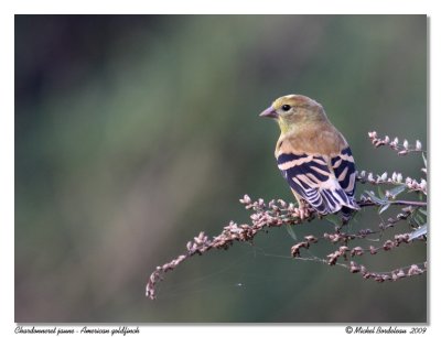 Chardonneret jaune American goldfinch