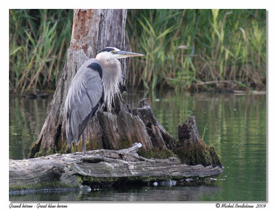 Grand Héron Great Blue Heron