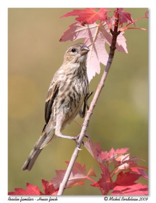 Roselin familier House finch