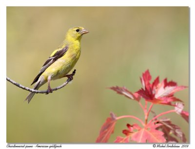 Chardonneret jaune American goldfinch