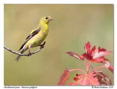 Chardonneret jaune  American goldfinch