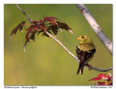 Chardonneret jaune American goldfinch