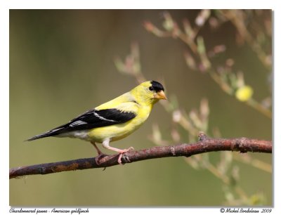 Chardonneret jaune American goldfinch