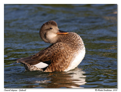 Canard chipeau Gadwall