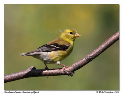 Chardonneret jaune American goldfinch