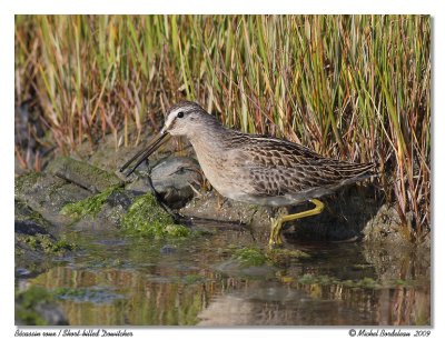 Bcassin roux <br> Short-billed Dowitcher