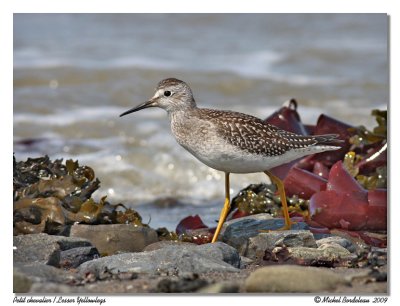 Petit chevalier Lesser Yellowlegs