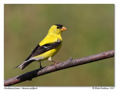 Chardonneret jaune American goldfinch