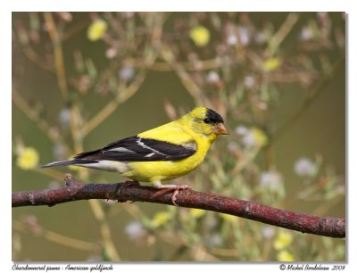 Chardonneret jaune American goldfinch