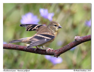Chardonneret jaune American goldfinch