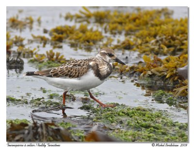 Tournepierre  collier  Ruddy Turnstone