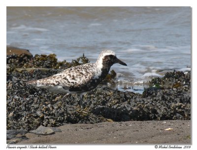 Pluvier argent  Black-bellied Plover