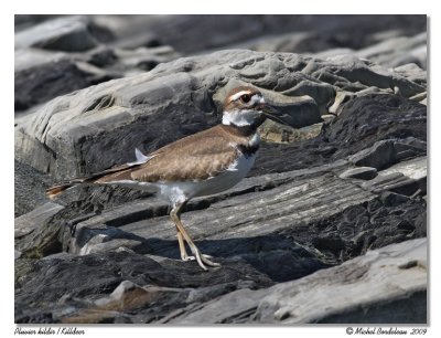 Pluvier kildir  Killdeer