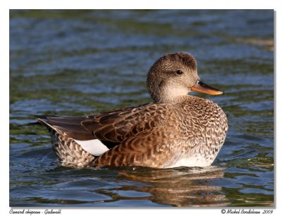 Canard Chipeau  Gadwall
