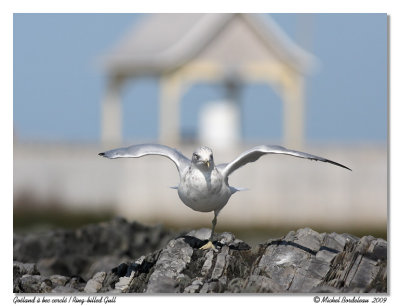 Goland  bec cercl  Ring-billed Gull