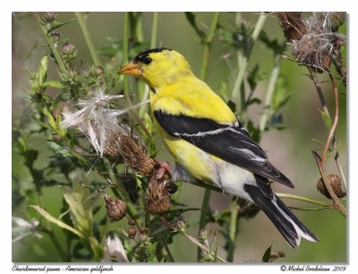 Chardonneret jaune American goldfinch