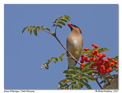 Jaseur d'Amérique Cedar Waxwing