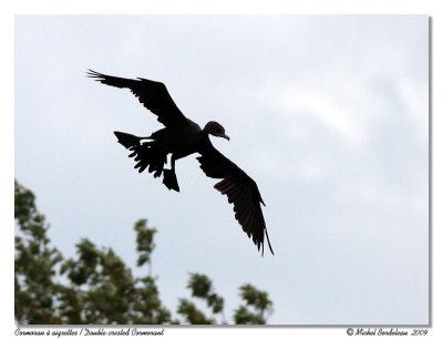 Cormoran  aigrettes  Double-crested Cormorant