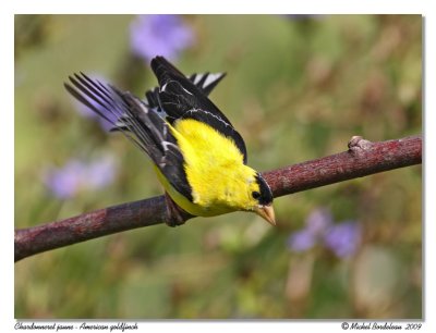 Chardonneret jaune  American goldfinch