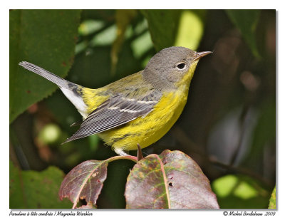 Paruline  tte cendre <br> Magnolia Warbler