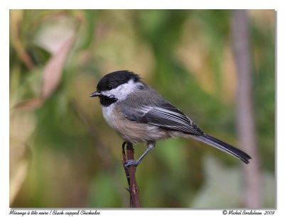 Msange  tte noire  Black-cappped Chickadee