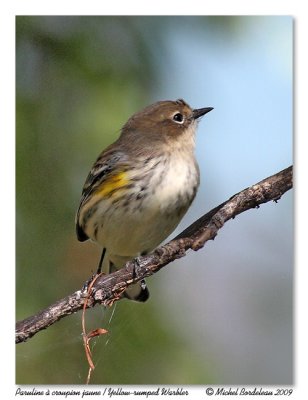Paruline  croupion jaune  Yellow-rumped Warbler
