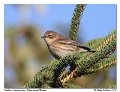 Paruline  croupion jaune  Yellow-rumped Warbler