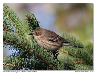 Paruline  croupion jaune  Yellow rumped warbler