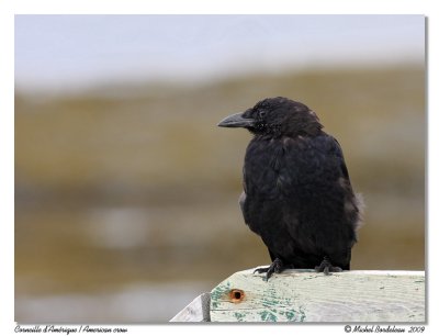Corneille d'Amrique  American crow