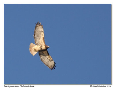 Buse  queue rousse  Red-tailed Hawk