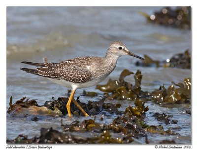 Petit chevalier  Lesser Yellowlegs