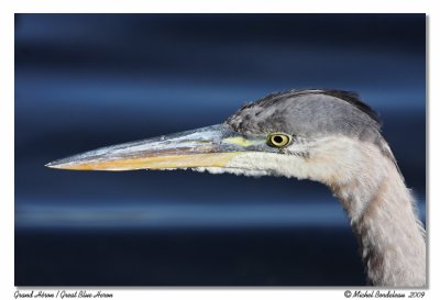 Grand héron / Great Blue Heron