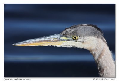 Grand hron / Great Blue Heron