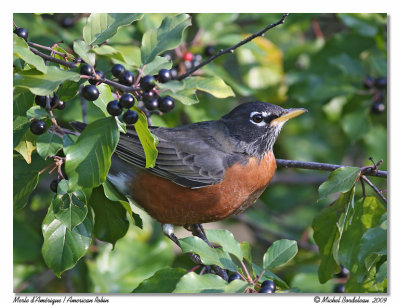 Merle d'Amrique  American Robin