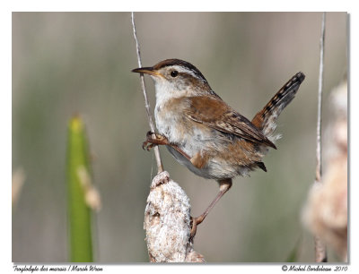 Troglodyte des marais  Marsh Wren