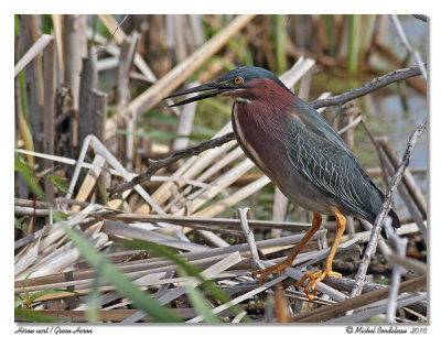 Heron vert  Green Heron