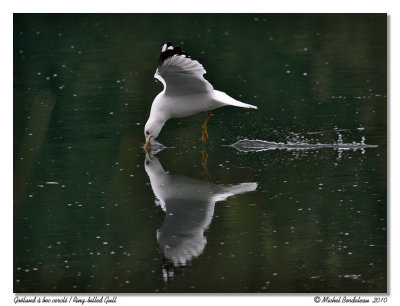 Goland  bec cercl  Ring-billed Gull