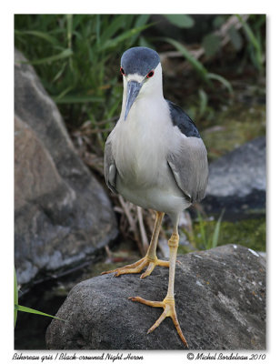 Bihoreau gris  Black crowned night heron