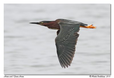 Heron vert  Green Heron